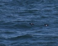 Velvet Scoter_Girdle Ness_260518a.jpg