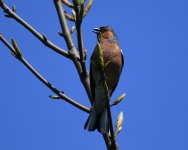 Chaffinch_Girdle Ness_260518a.jpg