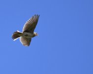 Skylark_Girdle Ness_260518a.jpg