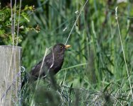 Blackbird_Girdle Ness_260518b.jpg