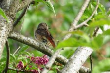 Redstart or Robin juve 1.jpg