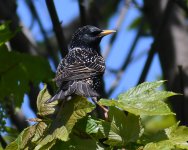 Starling_Girdle Ness_260518a.jpg