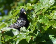 Starling_Girdle Ness_260518b.jpg