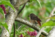 Redstart or Robin juve 2.JPG