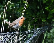 Robin_Girdle Ness_260518a.jpg