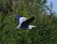 Grey Heron_Girdle Ness_260518a.jpg