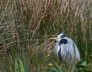 Grey Heron_Girdle Ness_260518b.jpg