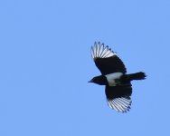 Magpie_Girdle Ness_260518a.jpg