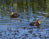 Mallard_Girdle Ness_260518a.jpg