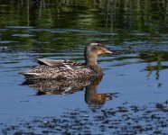 Mallard_Girdle Ness_260518b.jpg