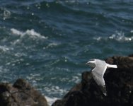 Common Gull_Girdle Ness_260518a.jpg