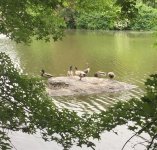 Mallards and cormorant.jpg