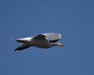 Herring Gull_Girdle Ness_260518a.jpg