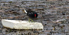 moorhen.jpg