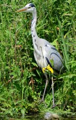 grey heron.jpg