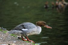 Goosander Female with Ring f.jpg