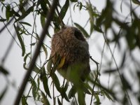 Chinese Penduline Tit nest 76.jpg