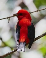 Scarlet Tanager 4-16-2018.jpg