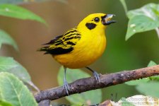 golden_tanager1.jpg