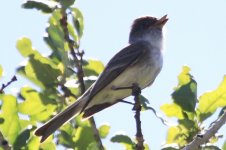 IMG_2499-pewee.JPG