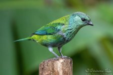 tanager1.jpg