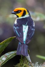 tanager4.jpg