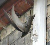 P1110566 (2) A Swift at nest site 4..jpg