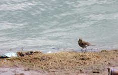 meadow pipit.jpg