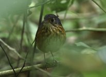 thicket antpitta.JPG