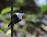 white collared manakin back on.JPG