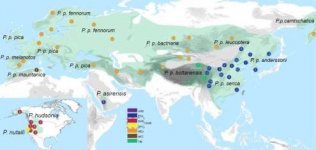 Magpie sampling sites & taxa.jpg