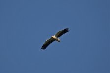 Eagle Gorge - Egyptian Vulture.jpg