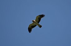 Eagle Gorge - Booted Eagle.jpg