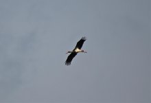 Eagle Gorge - Black Stork.jpg