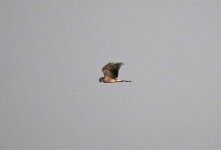 Chacuna - Pallid Harrier.jpg