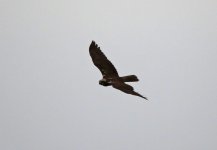 Chacuna - Marsh Harrier.JPG