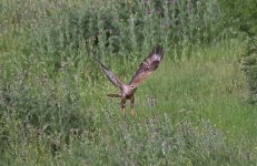 Chacuna - Steppe Buzzard.jpg