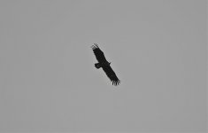 Chacuna - Black Vulture.jpg