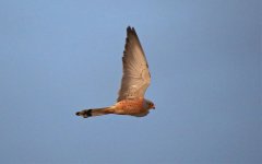 Chacuna - Lesser Kestrel.jpg