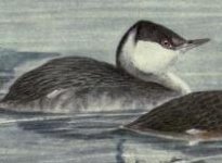 horned grebe.jpg