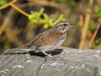 bird_id_kelowna_canada copy.jpg