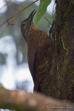 woodcreeper1.jpg