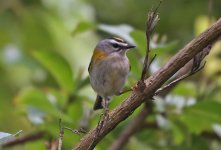 06 Madeiran Firecrest.jpg