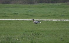 D Hybrid Goose 01.jpg