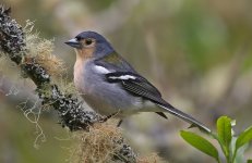 13 Madeiran Chaffinch.jpg