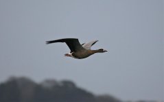 D Hybrid Goose 06.jpg