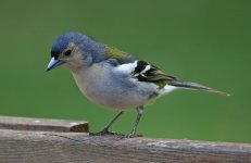 14 Madeiran Chaffinch.jpg