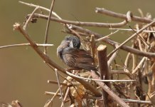 16 Spectacled Warbler.jpg