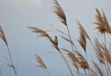 Lake Jandari - GR Warbler.jpg