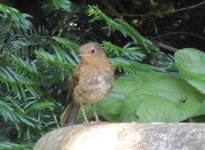 park bird paris.jpg